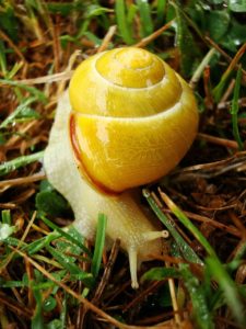 Snail coming out of its shell in pine needles starting the journey as a symbol of finding your purpose