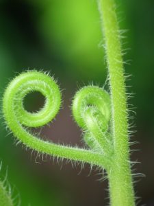 green fern unfurling symbolizing know your whys