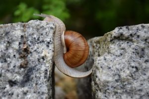 snail stretched out crossing open gap between two rocks