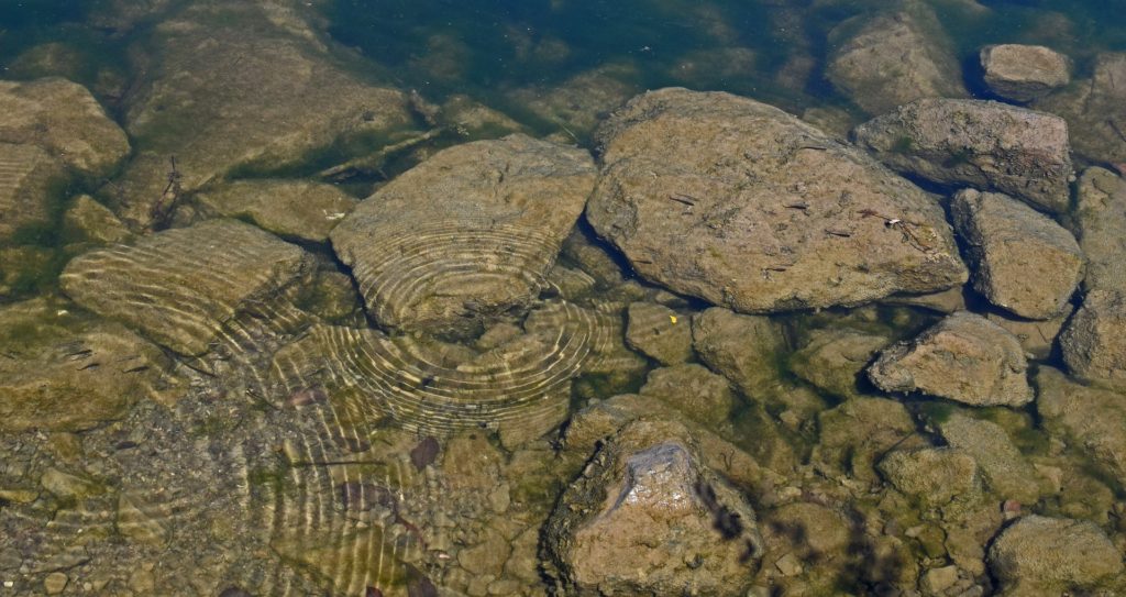 Clarity of clear water with rocks and tiny hatchlings