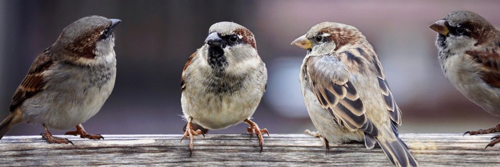 Sparrows conversing in a group trying to influence  one another