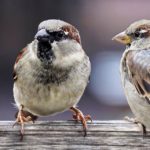 Sparrows conversing in a group trying to influence one another