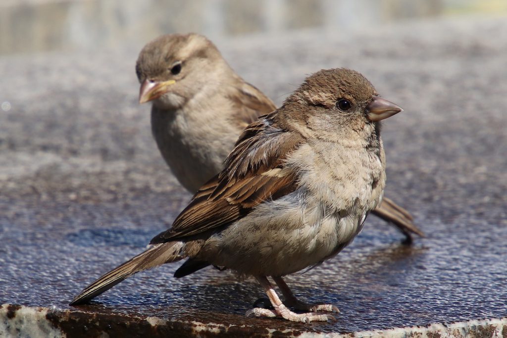 2 Sparrows at odds with each other