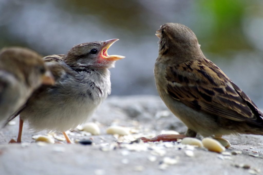 2 sparrows arguing